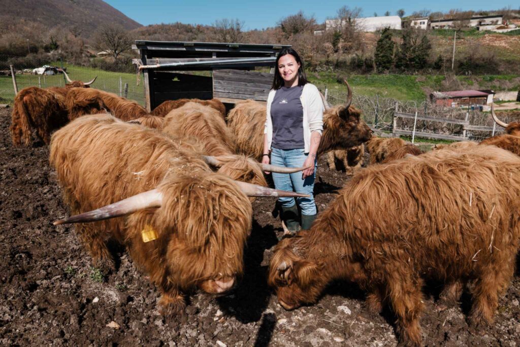 fattoria allevamento umbria mucche highland (3)