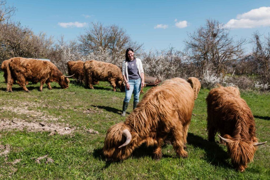 fattoria allevamento umbria mucche highland (5)