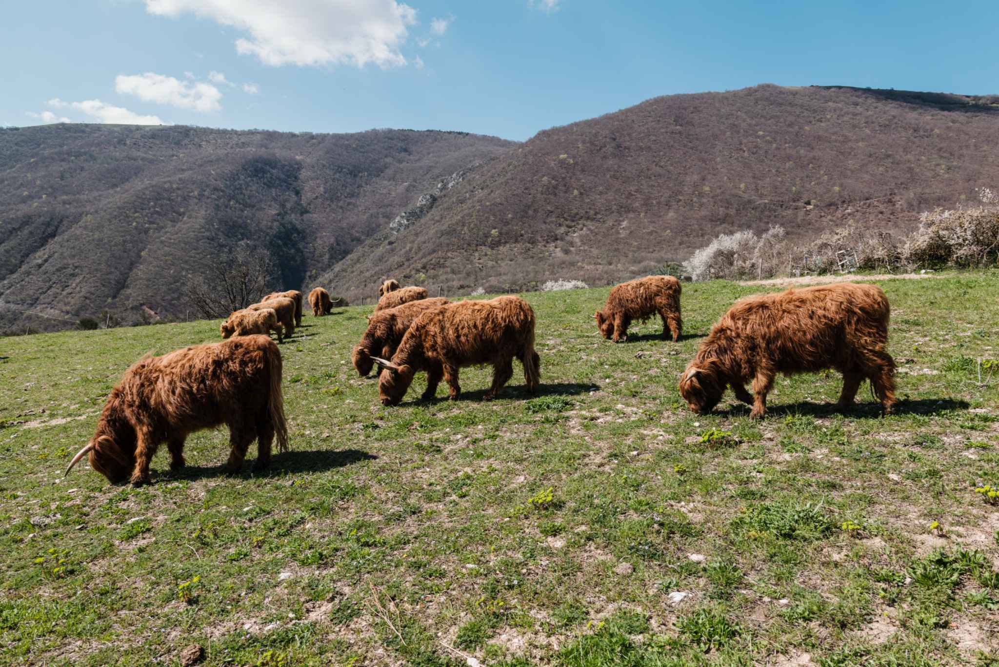 È arrivata una nuova Highland! 💚