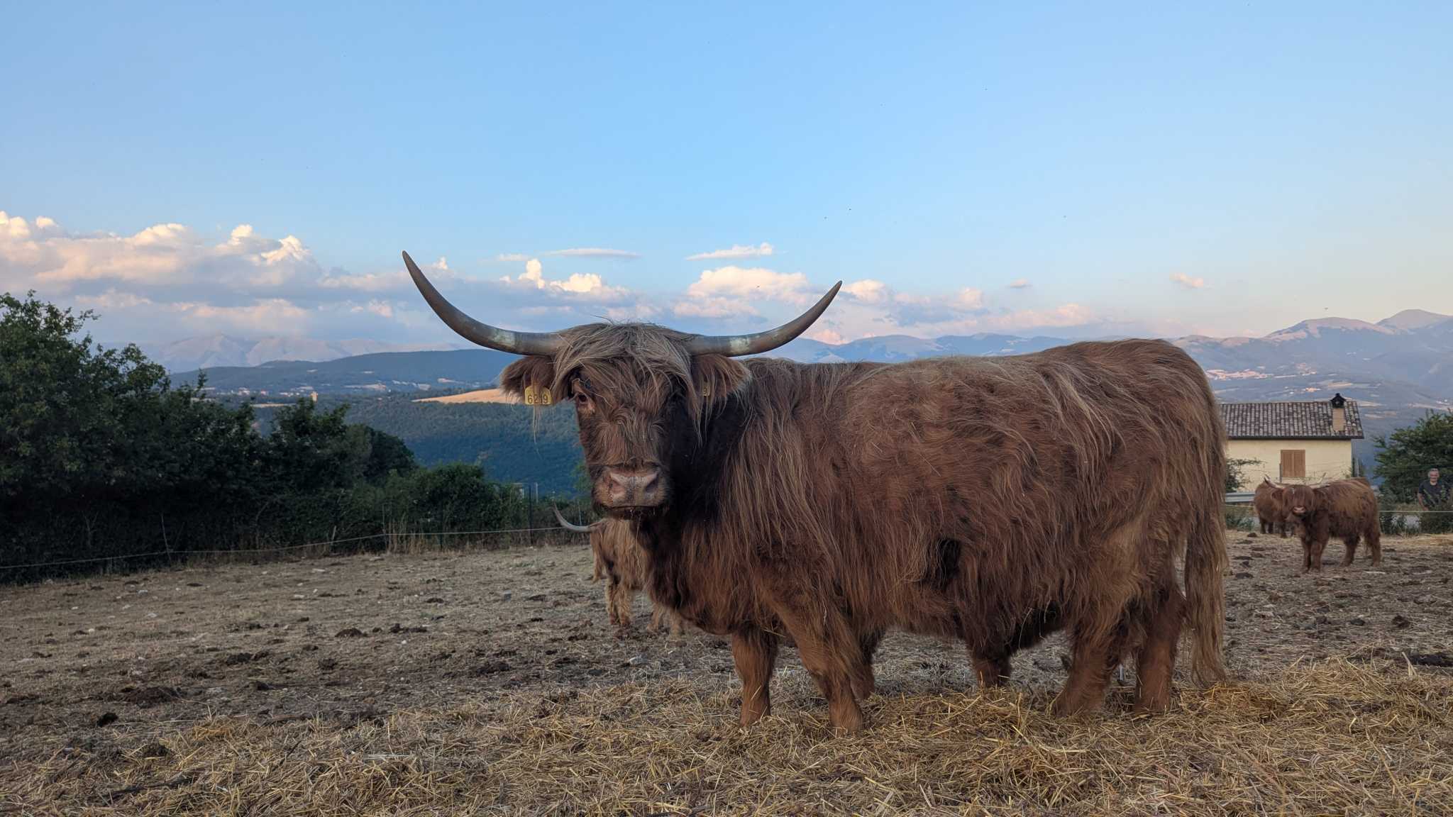 Workshop fotografico animali in Umbria